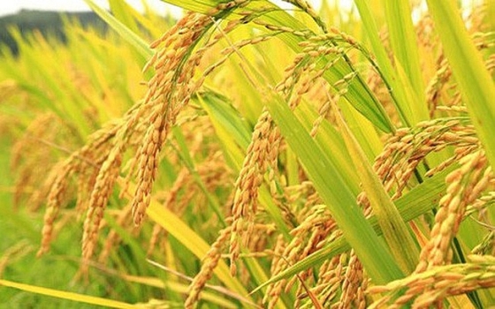 Giá gạo ngày 30/3: Tăng mạnh đầu tuần